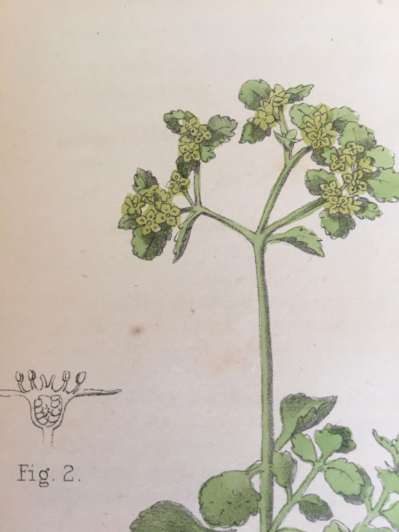 Two English botanical boards, 1878