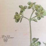 Two English botanical boards, 1878