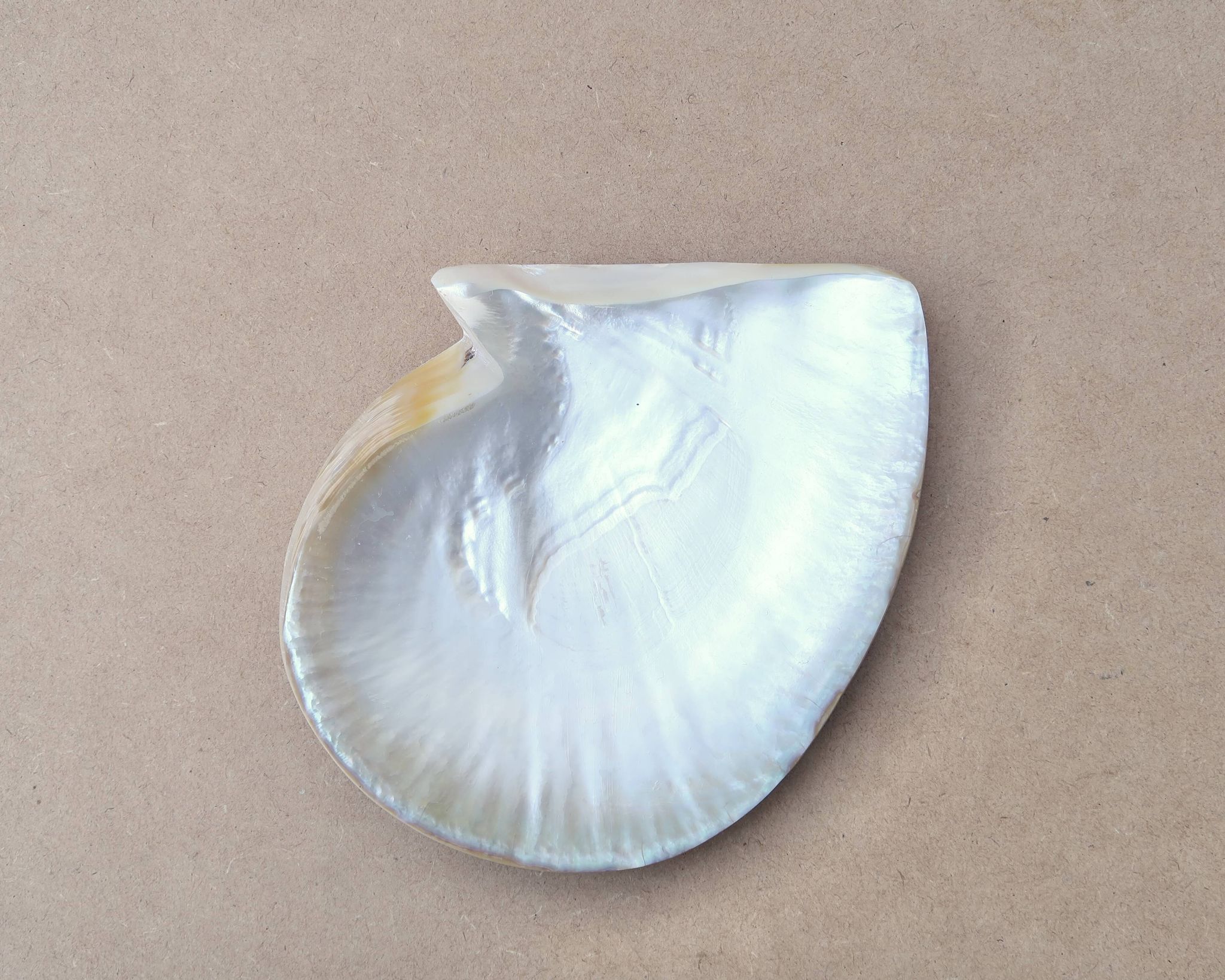 Natural pearl oyster mother-of-pearl pocket emptier, 1970s