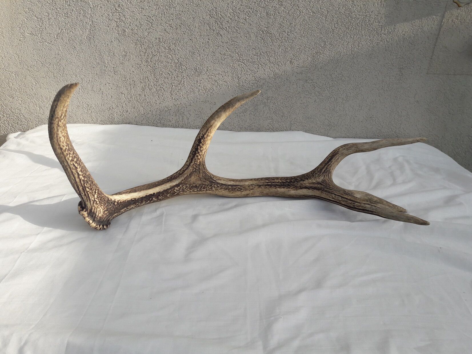 Deer antlers