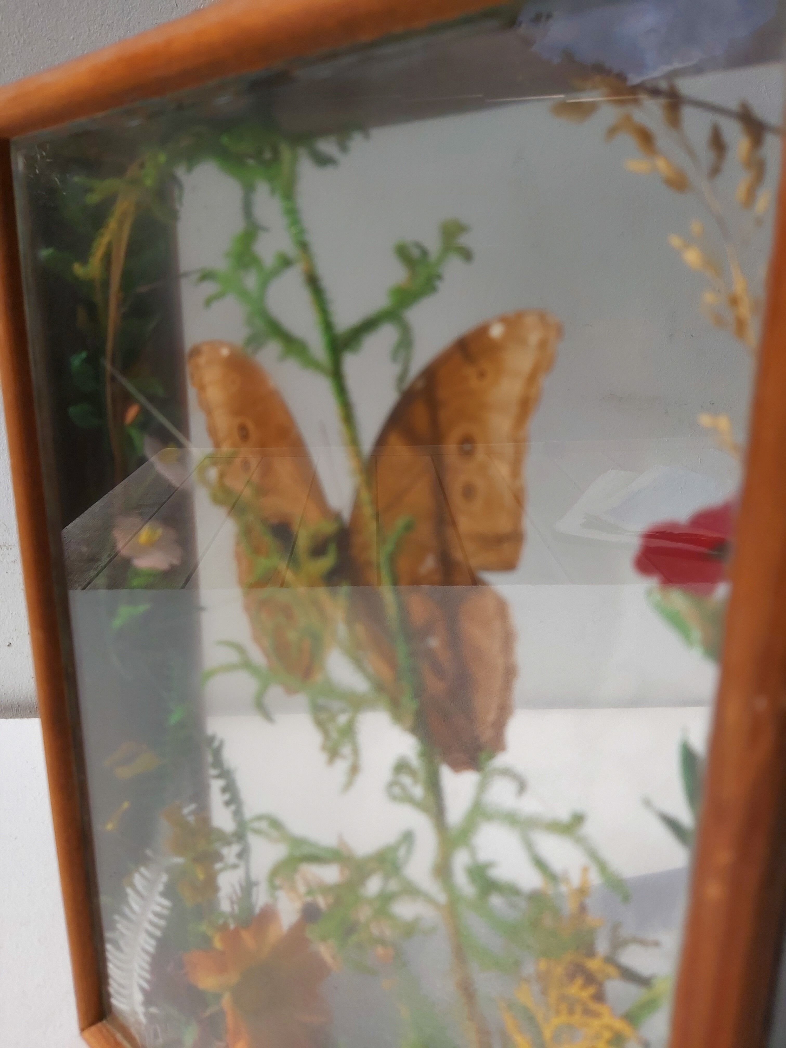 Box composition butterfly wood and glass