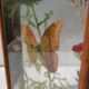 Box composition butterfly wood and glass