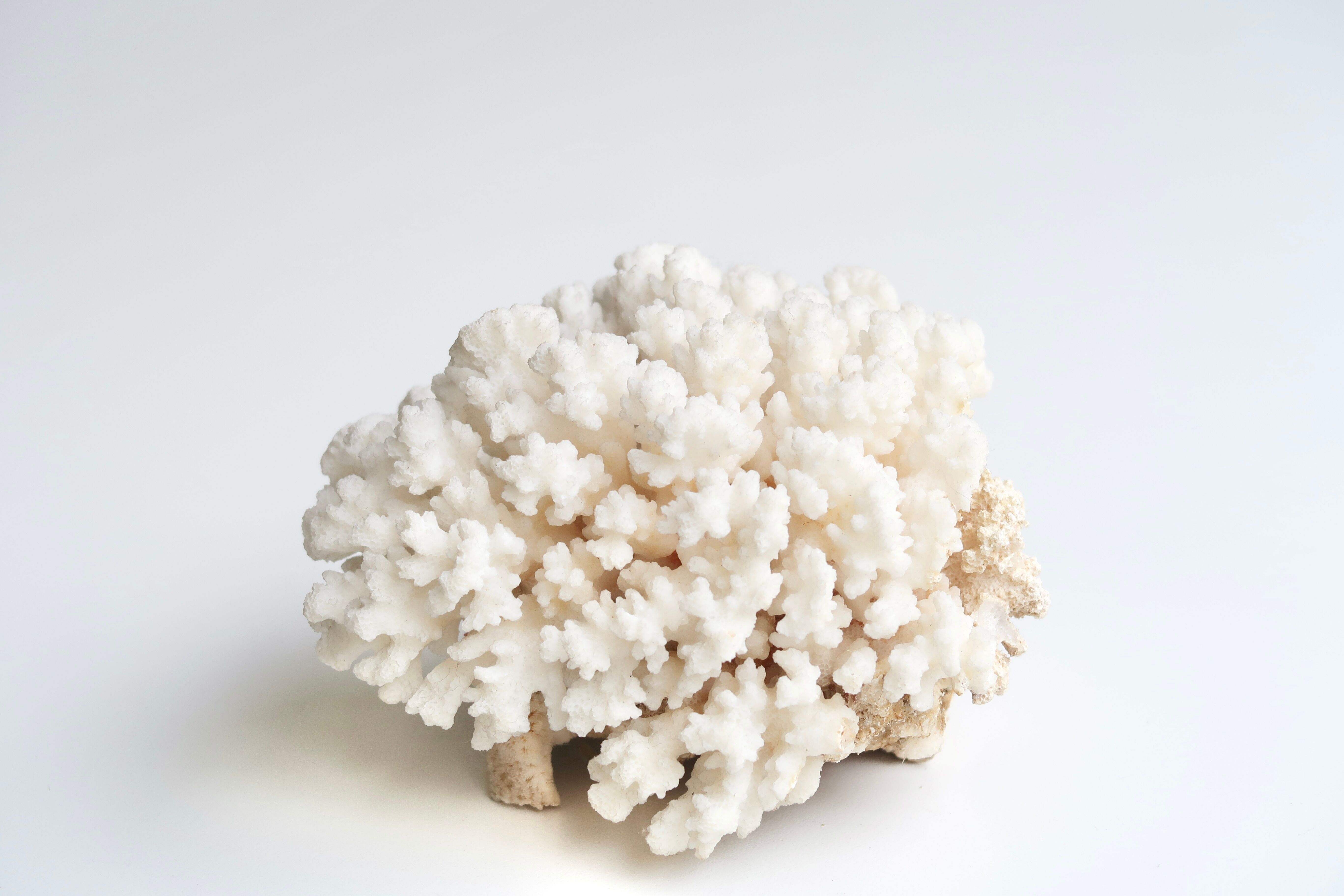 Corail blanc années 70