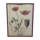 Planche botanique sous verre