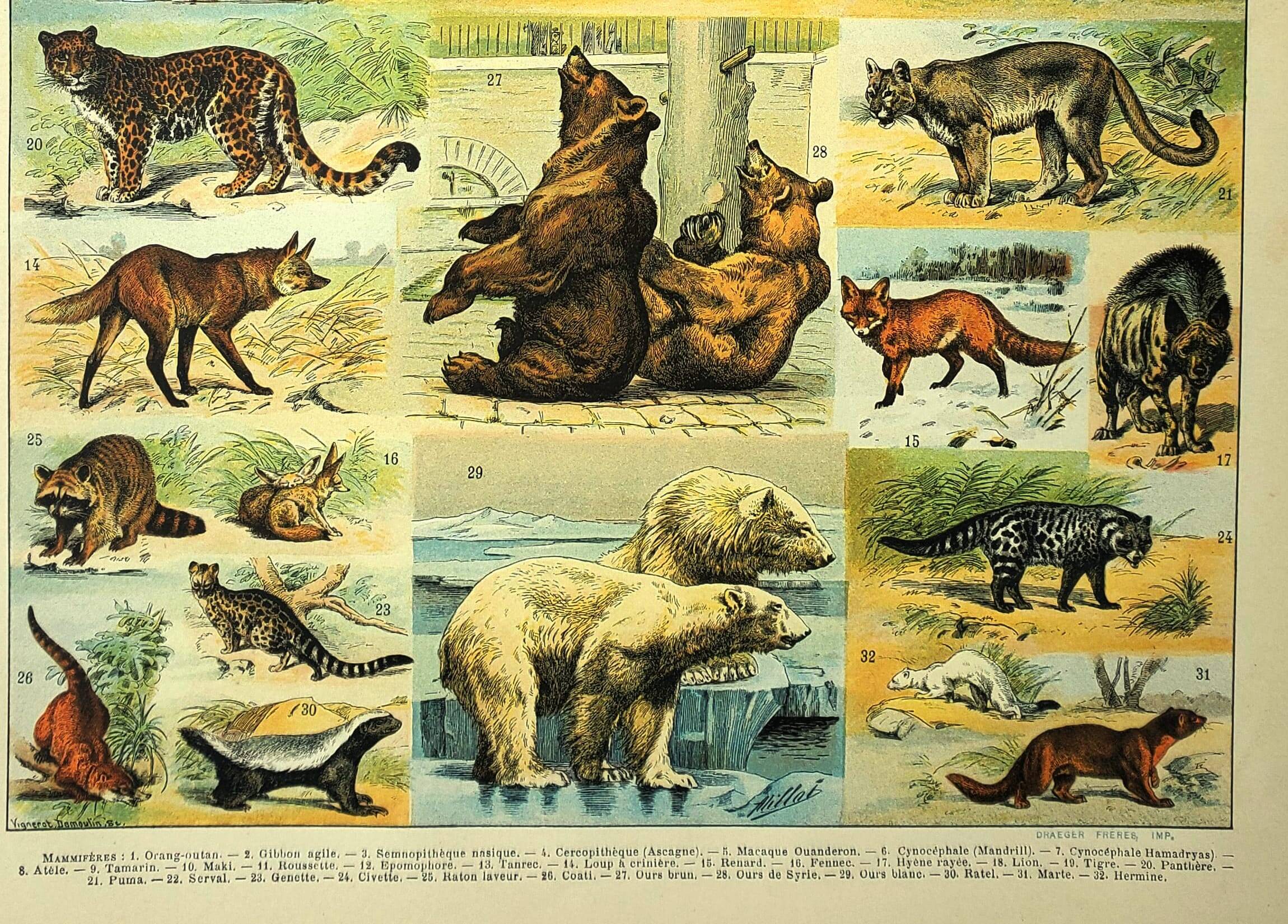 Antique engraving 1897 - Mammals 2, animals, zoology