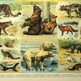 Gravure ancienne 1897 - Mammifères, animaux, zoologie