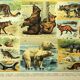 Antique engraving 1897 - Mammals 2, animals, zoology