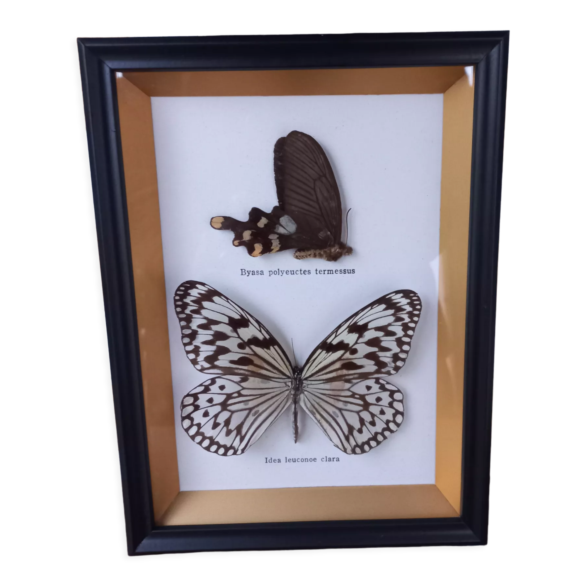 Frame 2 stuffed butterflies