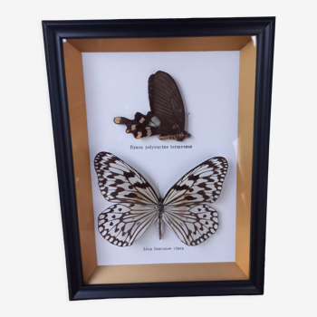 Frame 2 stuffed butterflies