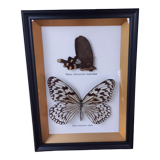 Frame 2 stuffed butterflies