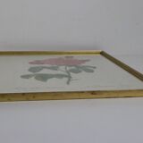 Great Redouté Lithograph