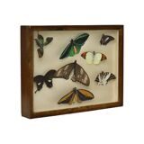Colorful Framed Tropical Butterflies Taxidermy Mounted Insect Display 8 Pieces 40x30cm