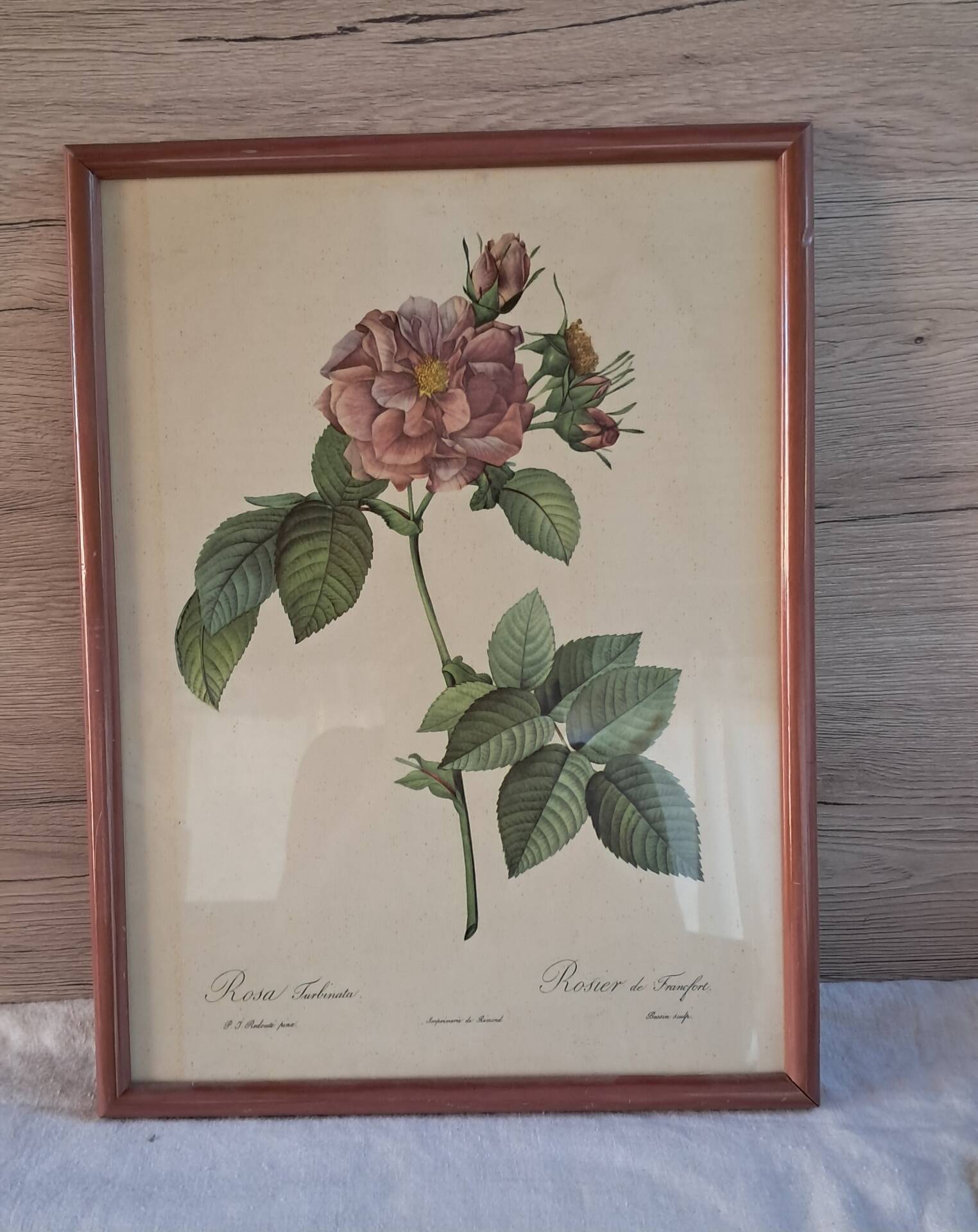 Botanical engraving Rosa Turbinata after Redouté — Vintage wooden frame