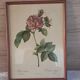 Botanical engraving Rosa Turbinata after Redouté — Vintage wooden frame
