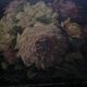 Tableau 19e roses du jardin fleurs huile sur bois