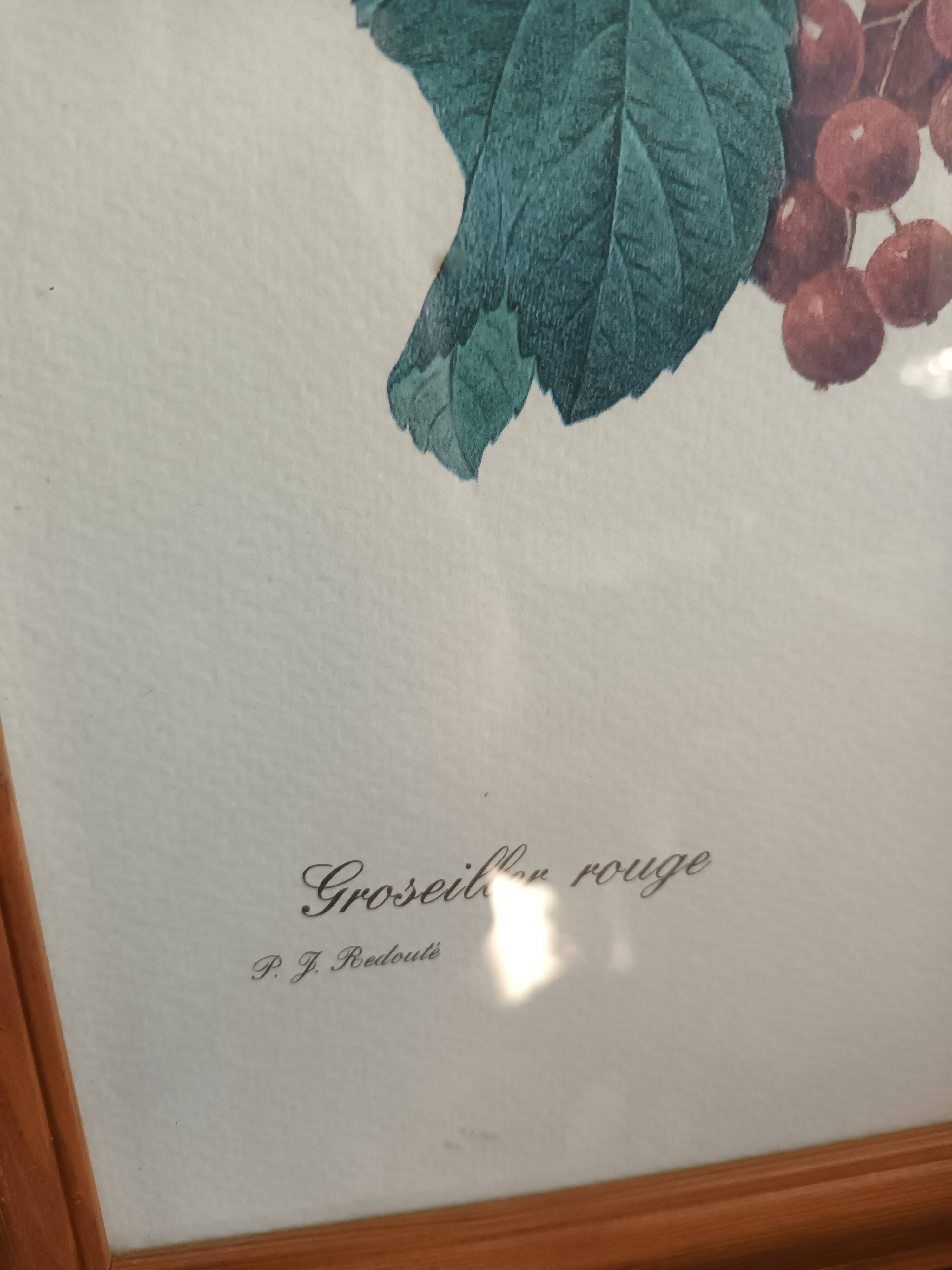 Botanical lithograph red groseiller