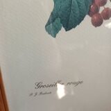 Botanical lithograph red groseiller