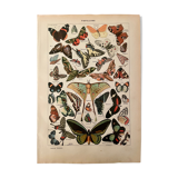 Lithographie gravure sur les papillons de 1922