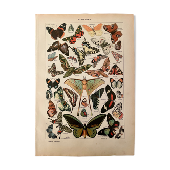 Lithographie gravure sur les papillons de 1922