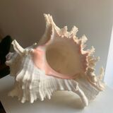 Shellfish