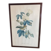 Affiche zoologique, gravure, d’un Moucherolle Roubin, Descourtilz