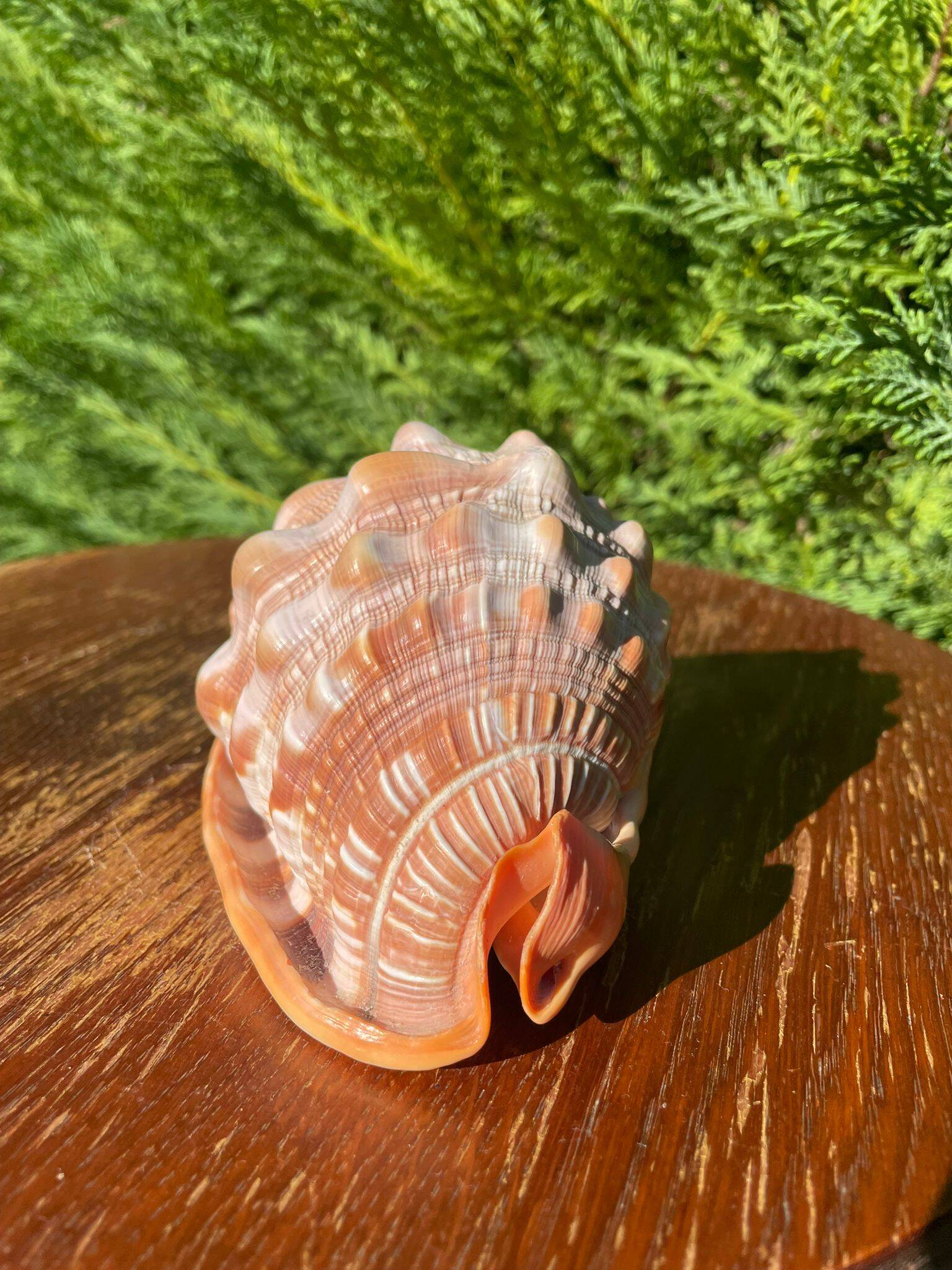Large seashell: Cypraecassis rufa