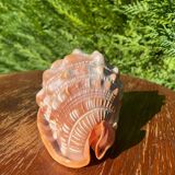 Large seashell: Cypraecassis rufa