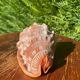 Large seashell: Cypraecassis rufa