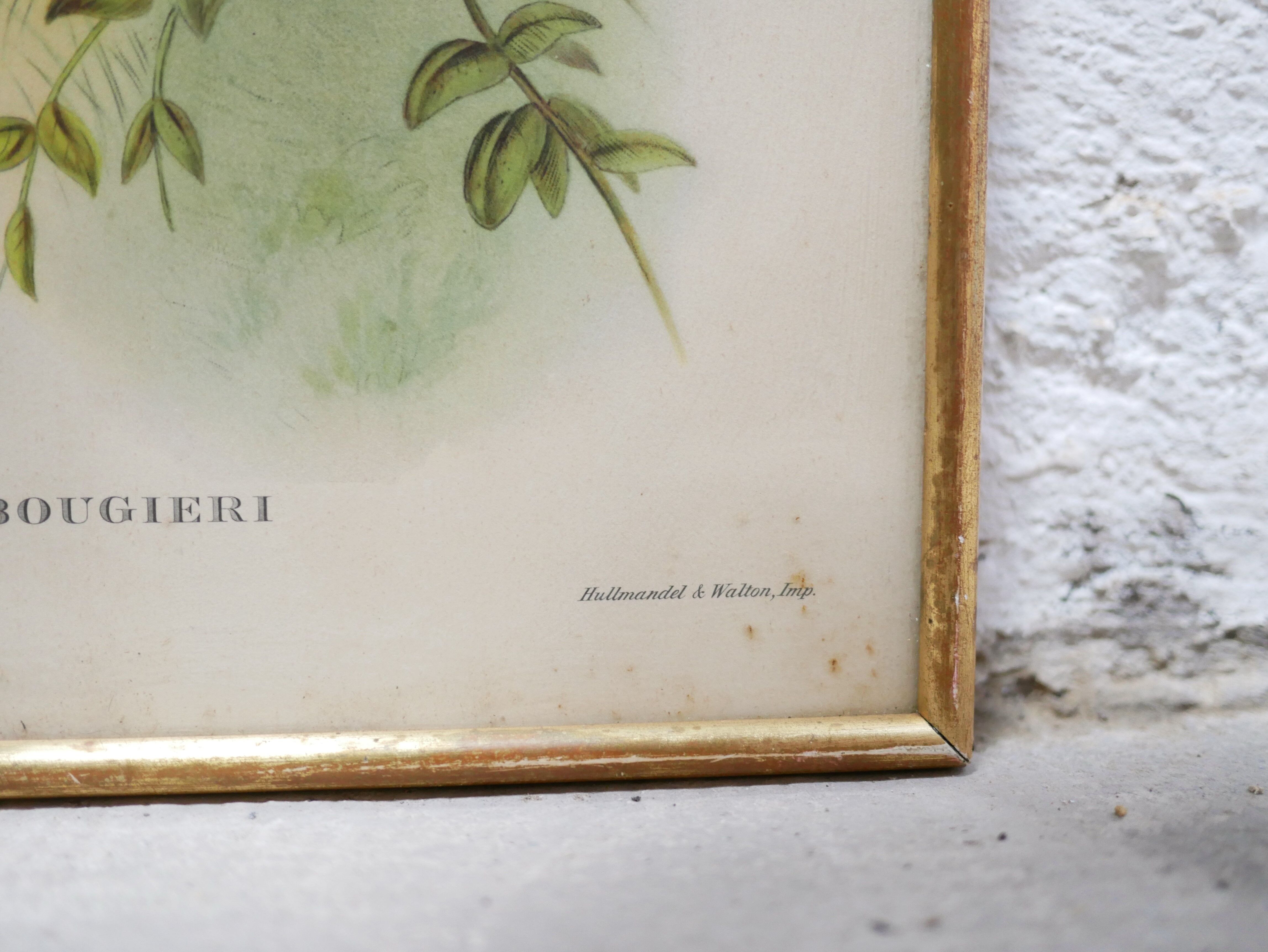 Vintage bird lithograph by J. Gould and H-C Richter
