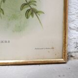 Vintage bird lithograph by J. Gould and H-C Richter