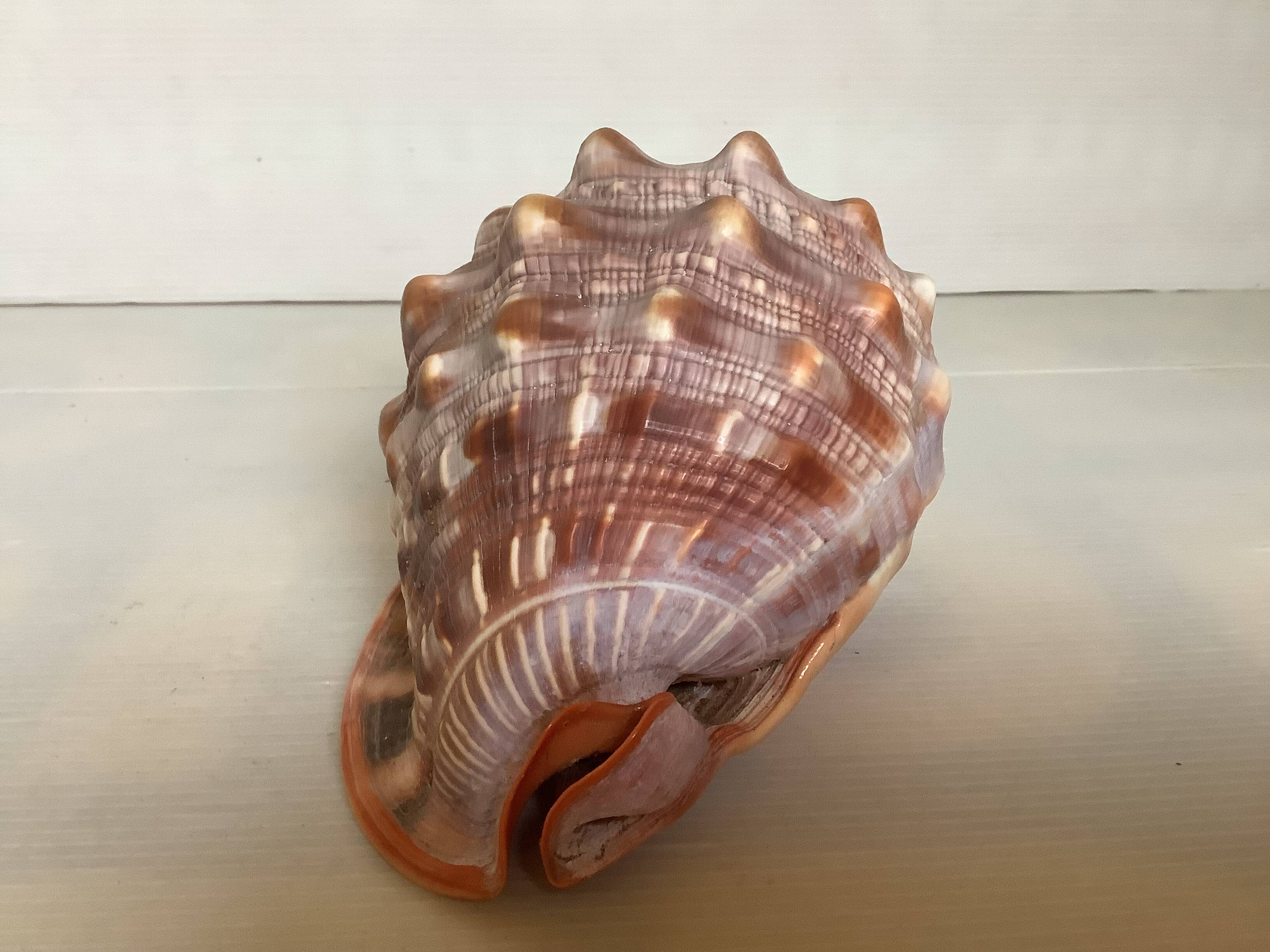 Large shell cypraea cassis rufa red helmet