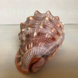 Large shell cypraea cassis rufa red helmet