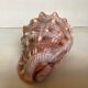 Large shell cypraea cassis rufa red helmet