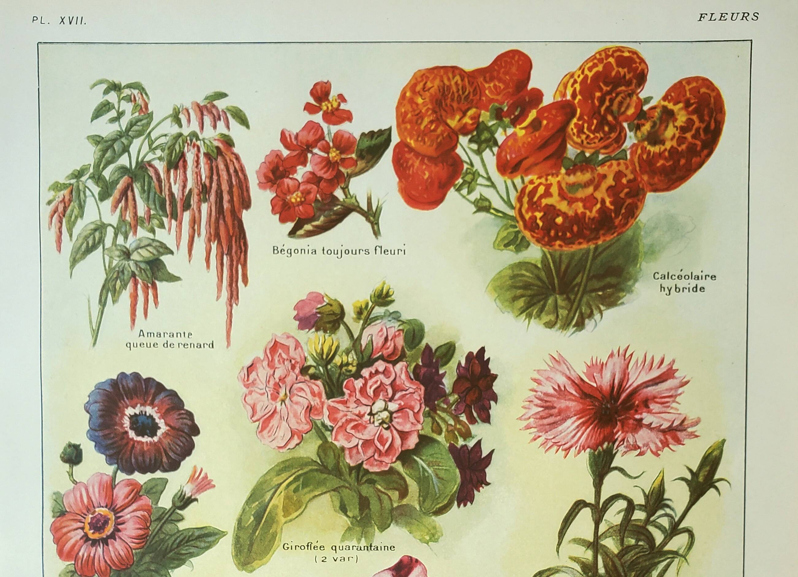 Antique engraving 1922, Annual flowers, botany, garden • Lithograph, original illustration