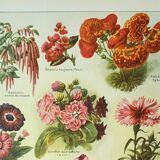 Antique engraving 1922, Annual flowers, botany, garden • Lithograph, original illustration