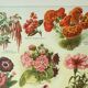 Gravure ancienne 1922, Fleurs annuelles, botanique, jardin • Lithographie, illustration originale
