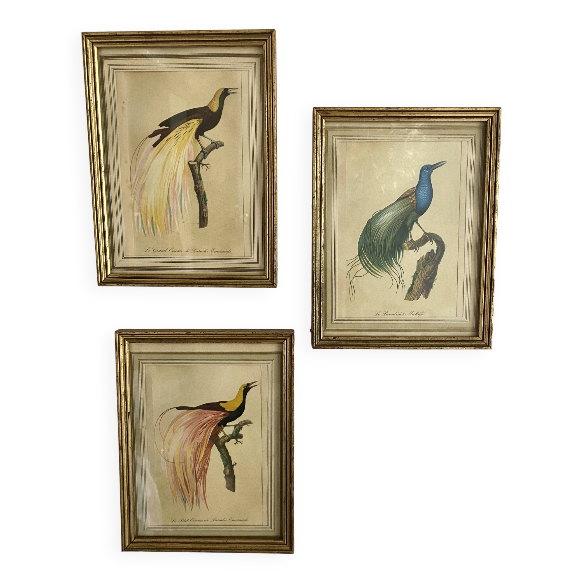 3 framed illustrations of birds of paradise