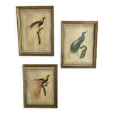 3 framed illustrations of birds of paradise