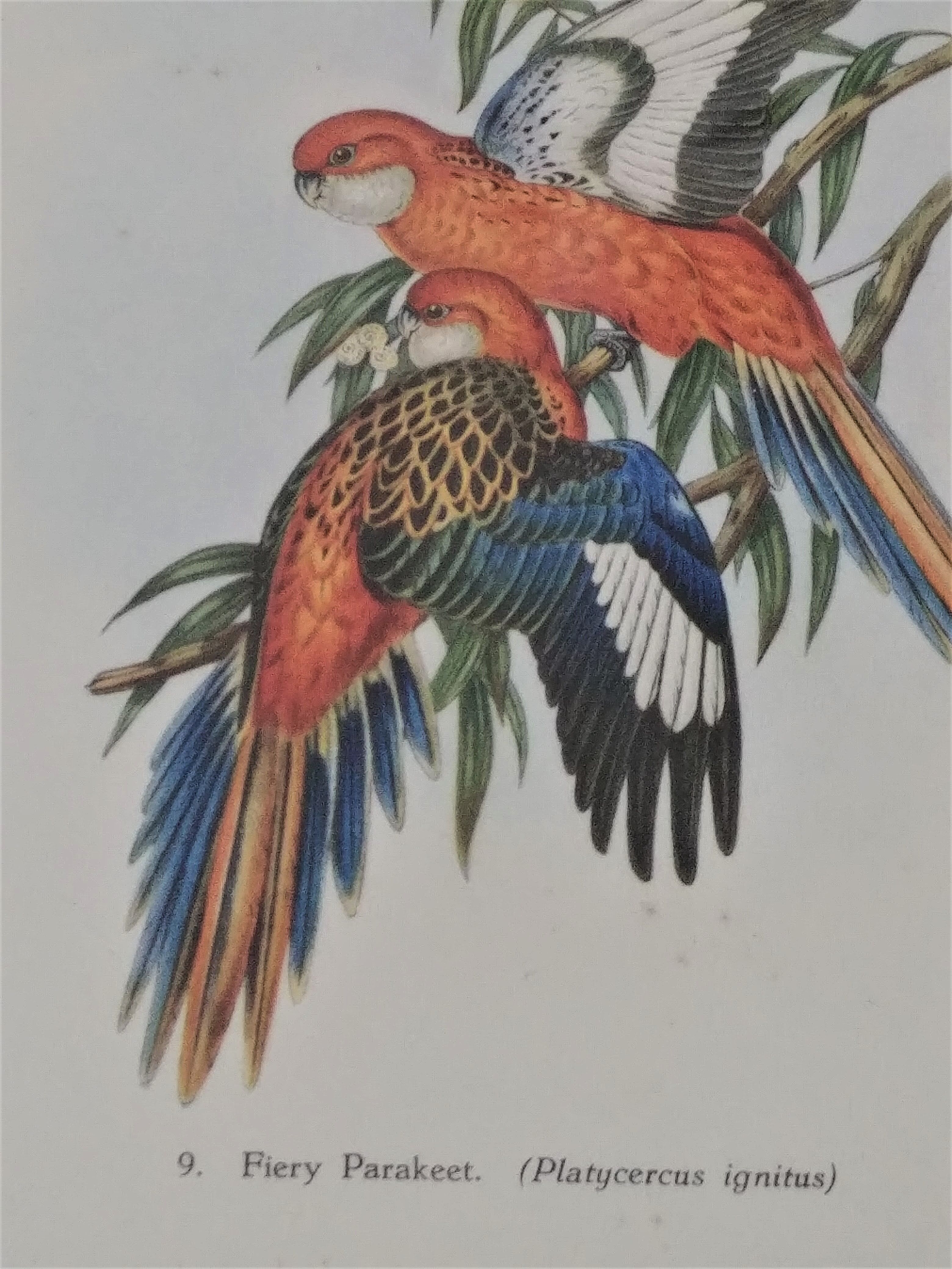 Three engravings of exotic birds