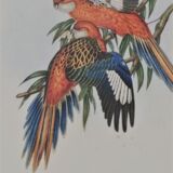 Three engravings of exotic birds