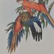 Three engravings of exotic birds