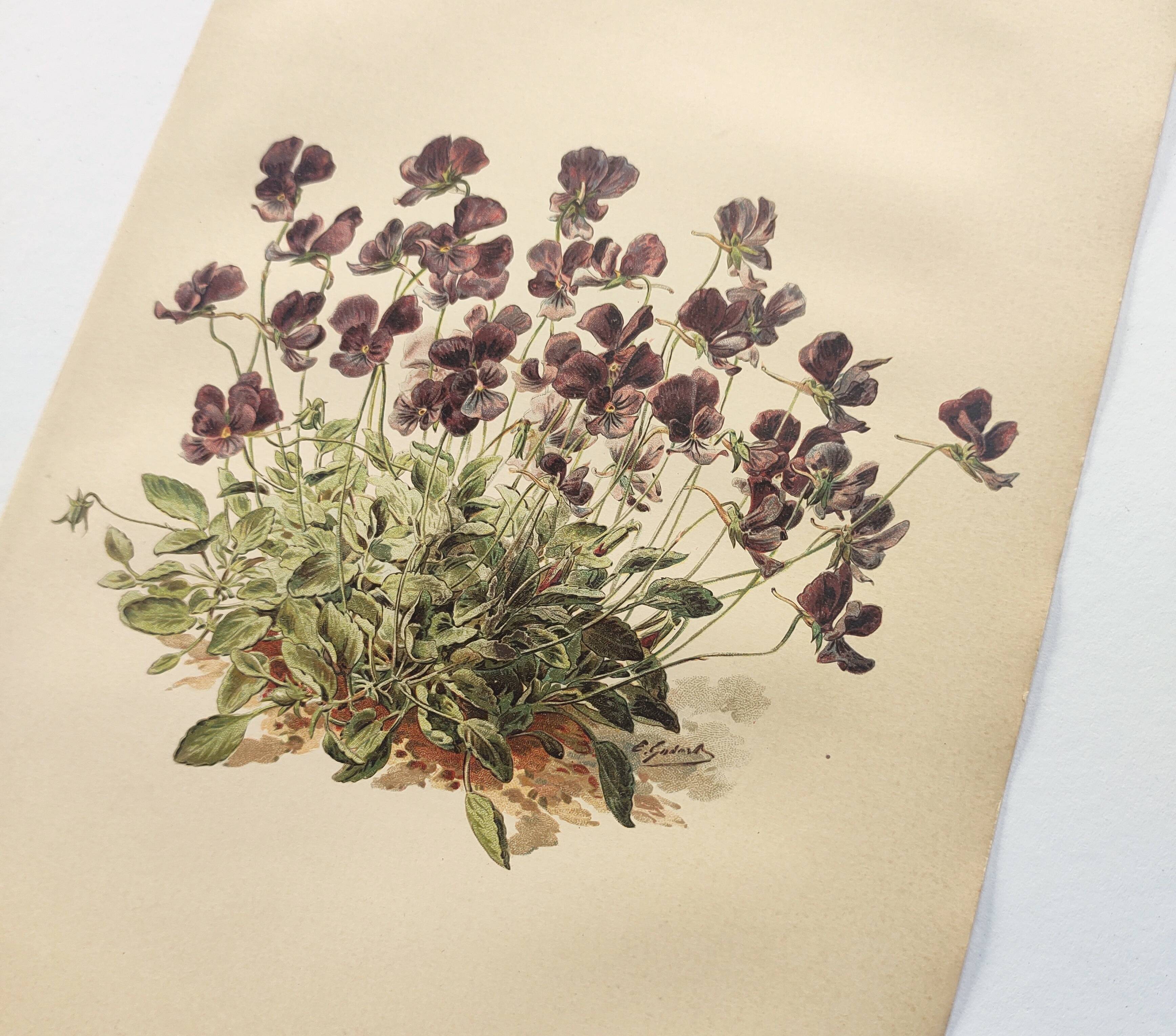 Affiche botanique ancienne - Viola - Gravure de fleur 1899 vintage