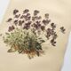 Affiche botanique ancienne - Viola - Gravure de fleur 1899 vintage