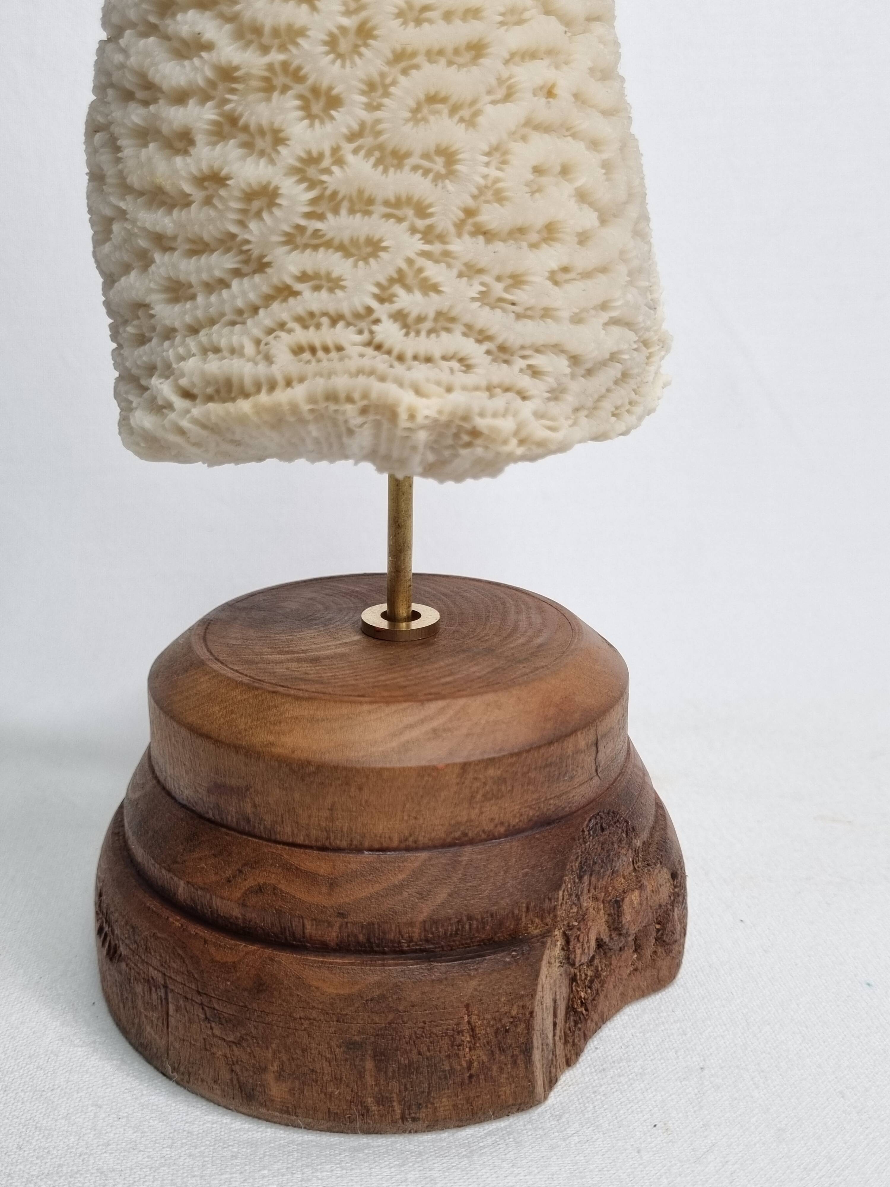 Old oblong coral on wooden base 24 cm