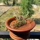 Turned wooden bowl craftsmanship from Haute-Marne.