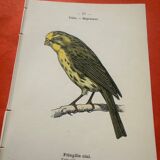 Botanical engraving birds double sided naturalist board
