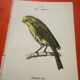 Botanical engraving birds double sided naturalist board