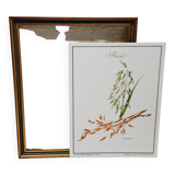 Oat botanical board