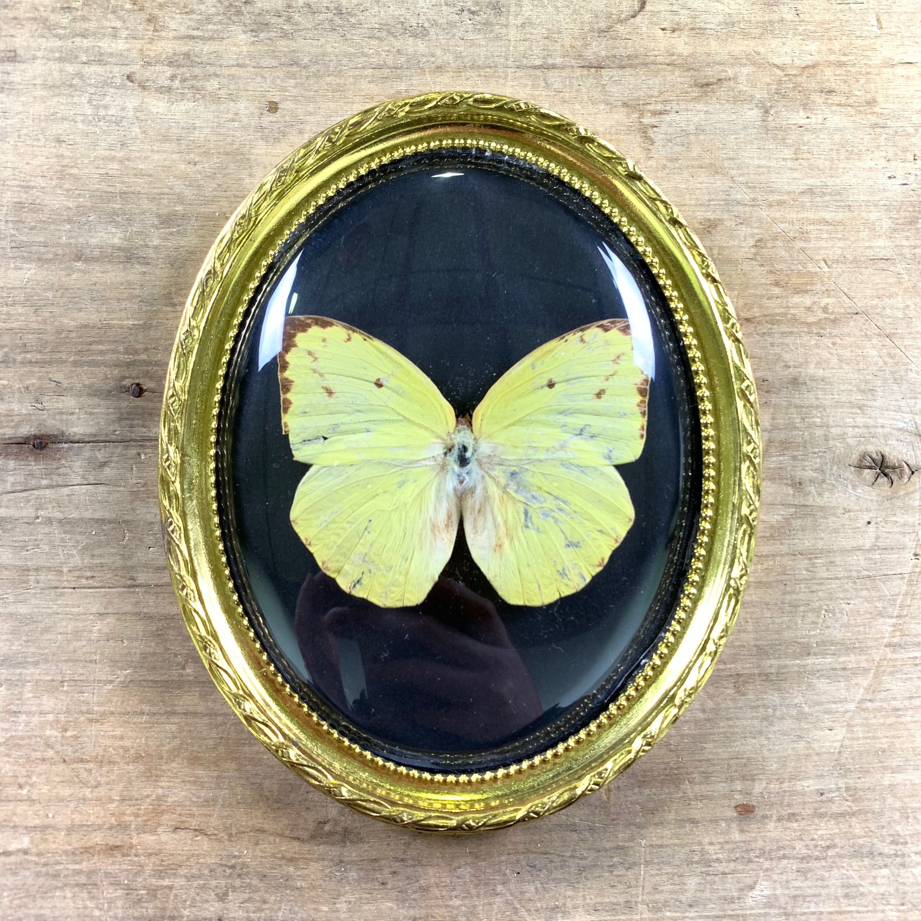 Butterfly under curved frame