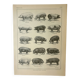 Old engraving 1922, Pig, pig, breeds, pig, butchery • Lithograph, Original plate